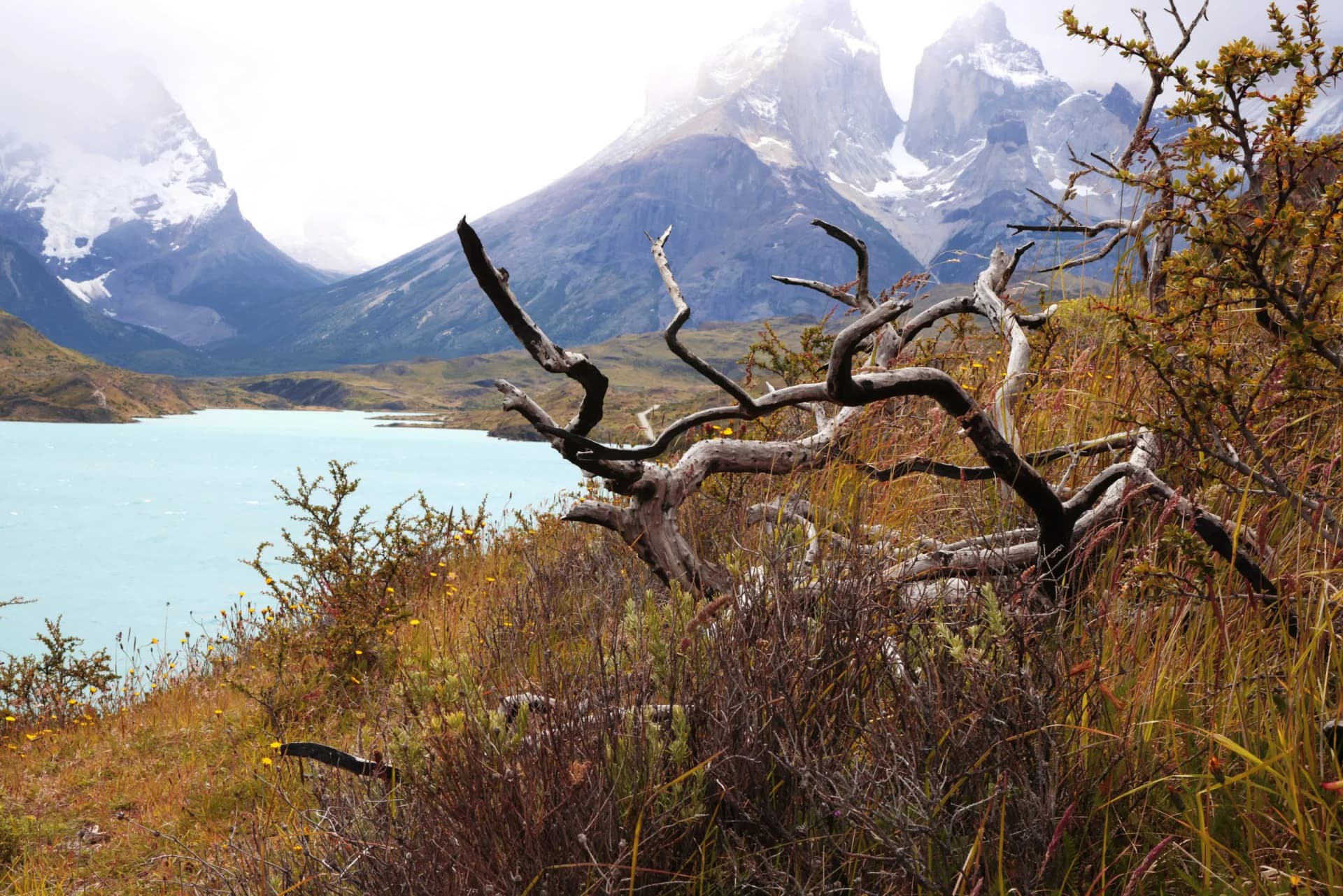 Deadwood and brush in foreground overlooking turquoise lake and snow-capped mountains.