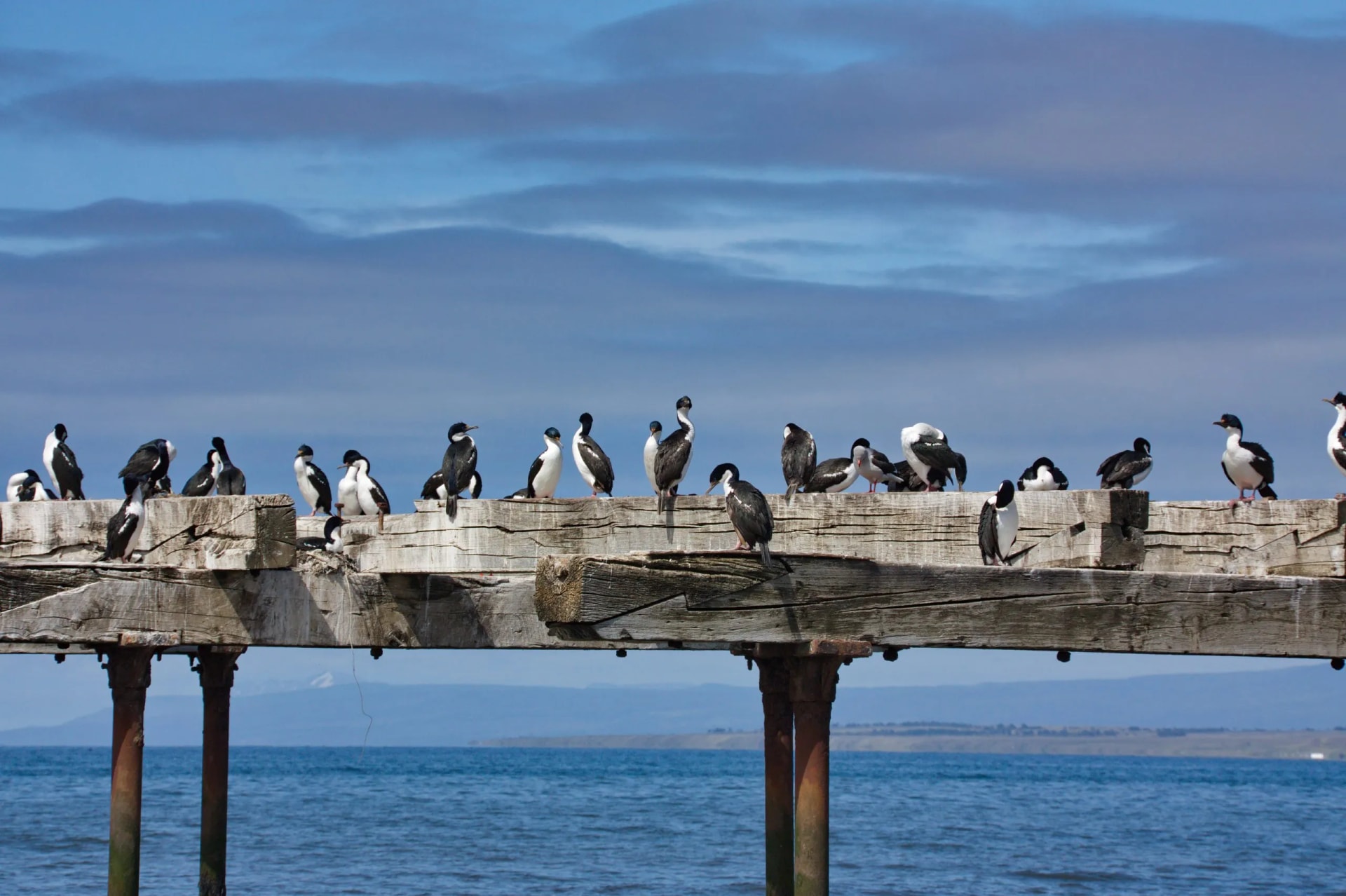 Cormorants resting on weathered wooden pier pilings over blue water near Punta Arenas.